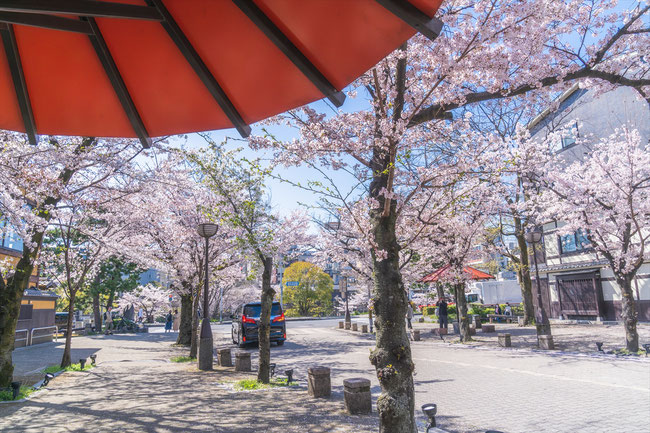 京都の桜「祇園白川」ソメイヨシノ満開