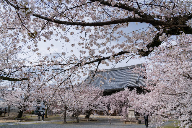 京都の桜「立本寺」ソメイヨシノ