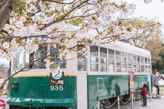 京都の桜「梅小路公園」市電路面電車