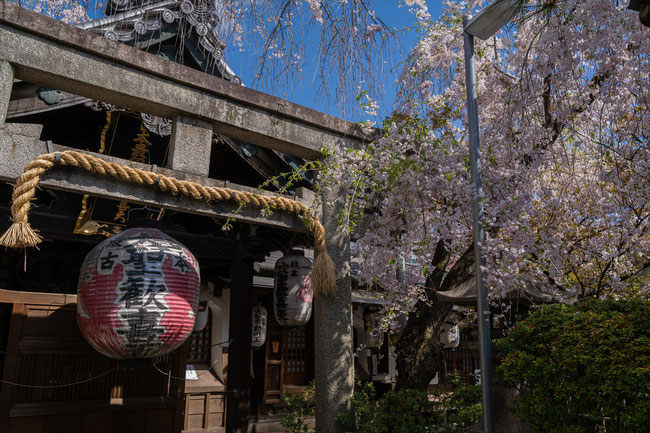 京都の桜「雨宝院」