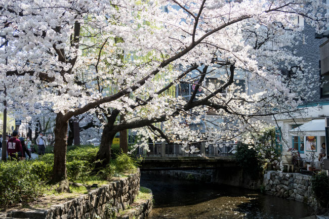 京都高瀬川の桜(ソメイヨシノ)