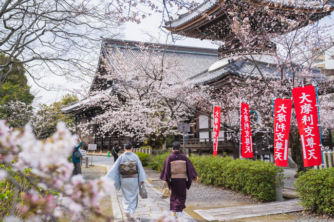 京都の桜「本満寺」ソメイヨシノ