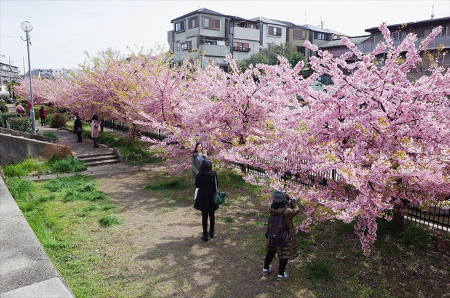 （京都桜の穴場）淀水路の河津桜