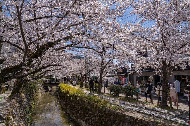京都の桜「哲学の道」満開のソメイヨシノ