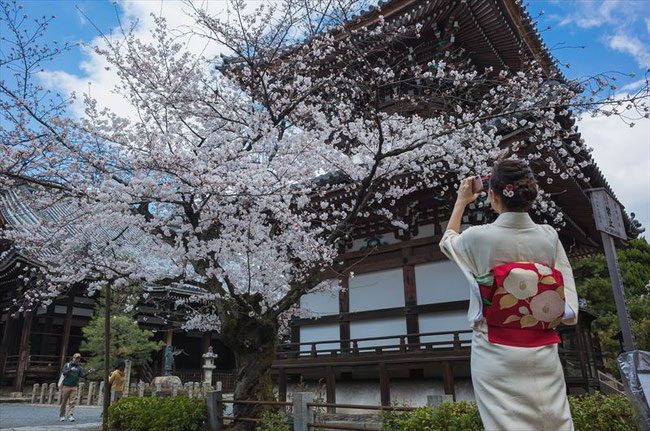 （京都桜の穴場）本法寺の桜