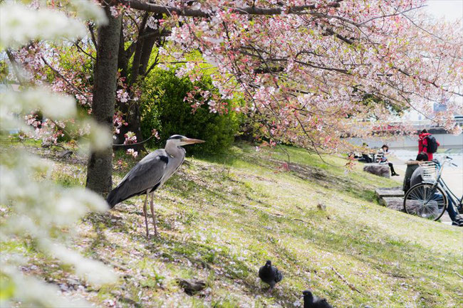 （京都桜の穴場）鴨川の桜と鷺