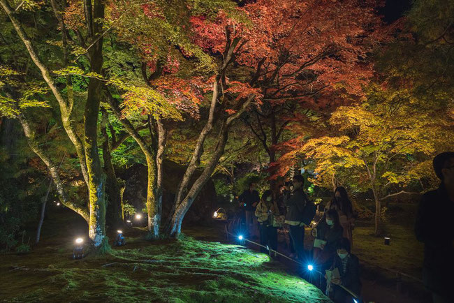 宝厳院の紅葉のライトアップ