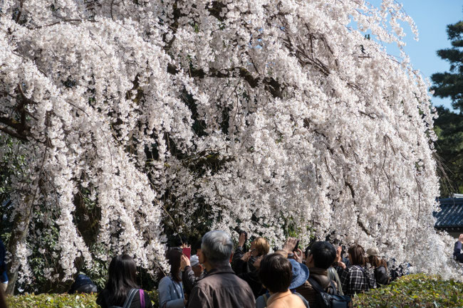 京都御苑(近衛邸跡)の枝垂桜(糸桜)