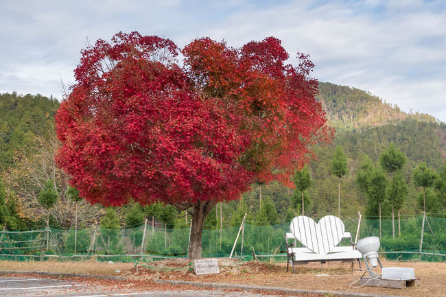 ハート型の紅葉 高雄パークウェイ