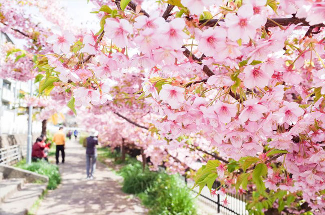 （京都桜の穴場）淀水路の河津桜