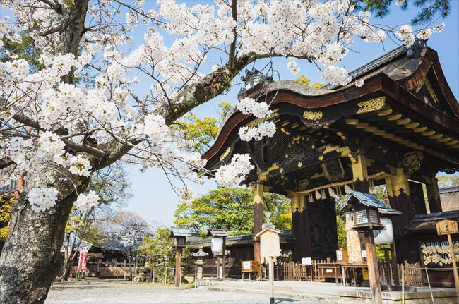 （京都桜の穴場）豊国神社の桜