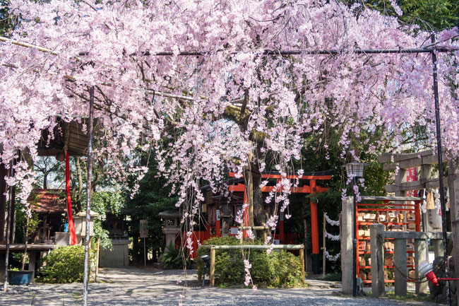 京都・水火天満宮の紅しだれ桜