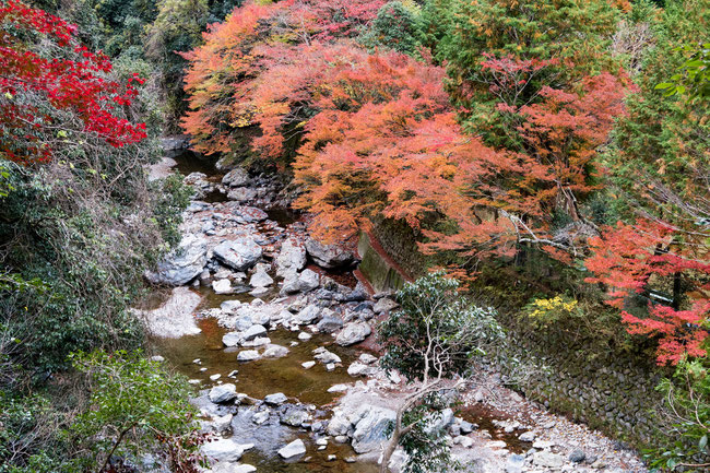 清滝 京都トレイル北山西部コース紅葉