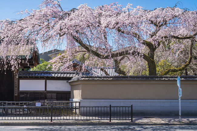 京都の桜「有栖川宮邸」枝垂れ桜