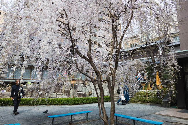 （京都桜の名所）六角堂の桜