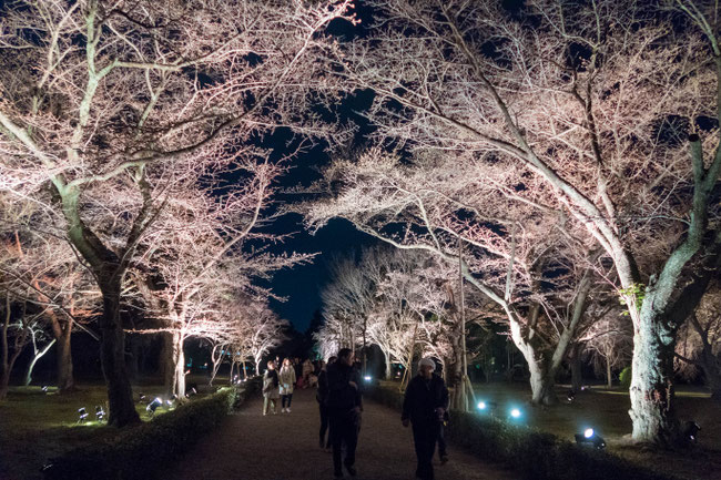 京都二条城桜祭り　ソメイヨシノ