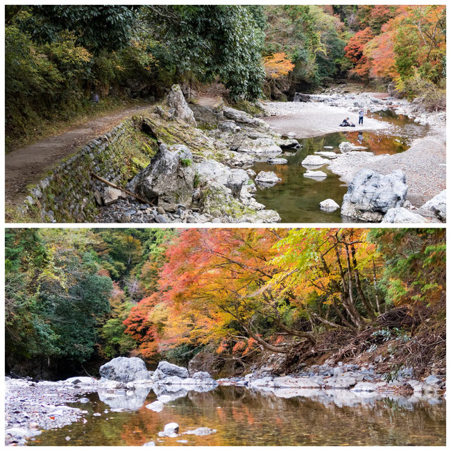 京都トレイル北山西部コース　紅葉