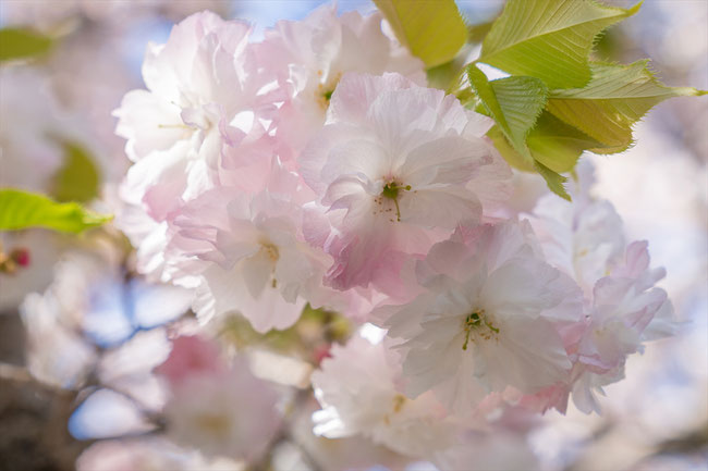 京都の桜「雨宝院」