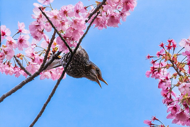 京都の桜「梅小路公園」