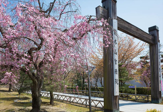 （京都桜の穴場）智積院の桜