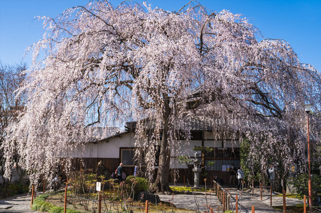 京都の桜「本満寺」枝垂れ桜