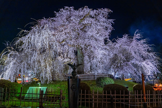 京都の桜「円山公園」満開の桜のライトアップ