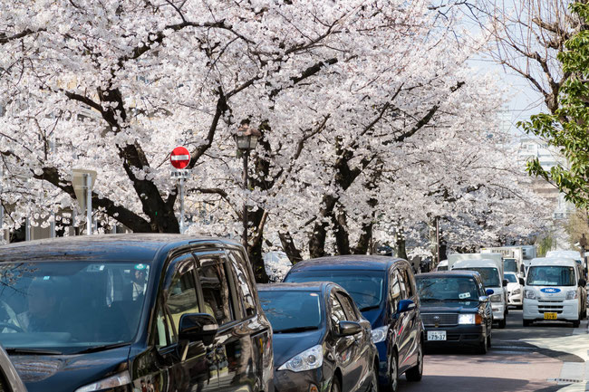 京都高瀬川の桜(ソメイヨシノ)