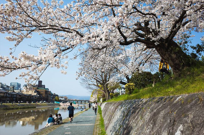 （京都桜の名所）鴨川のソメイヨシノ