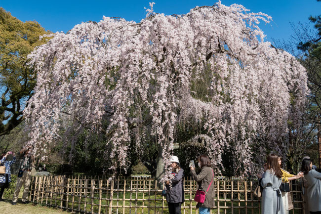 京都御苑(近衛邸跡)の枝垂桜(糸桜)