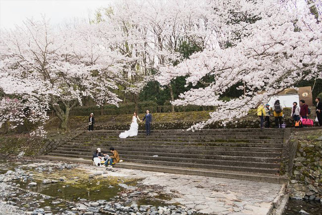 （京都桜の穴場）亀岡市七谷川「和らぎの道」の桜