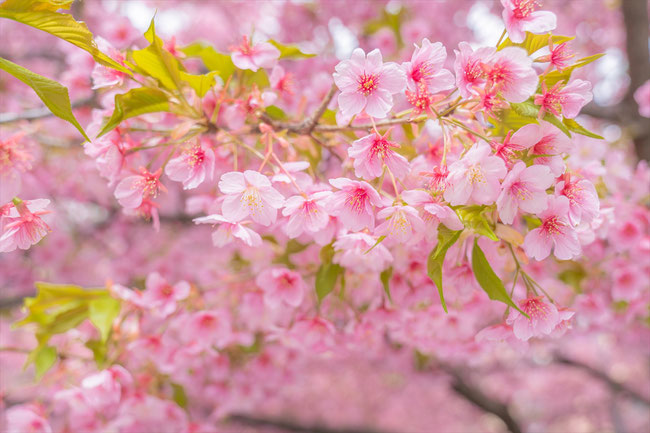 京都の桜「一条戻り橋」河津桜