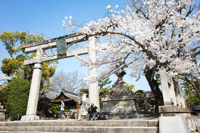 （京都桜の穴場）豊国神社の桜