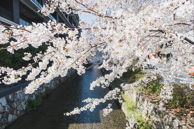 （京都桜の名所）木屋町高瀬川の桜