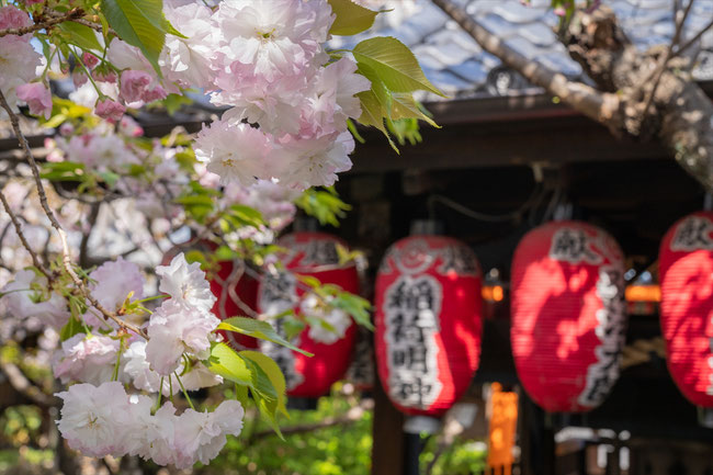 京都の桜「雨宝院」