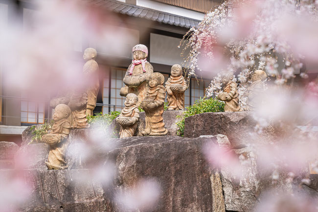 京都の桜「六角堂」羅漢像