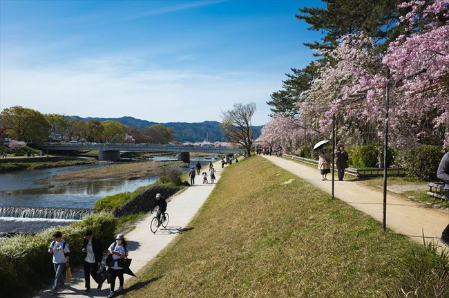 （京都桜の穴場）半木の道の桜