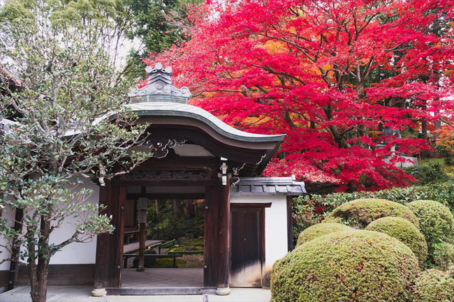 京都栄摂院の紅葉