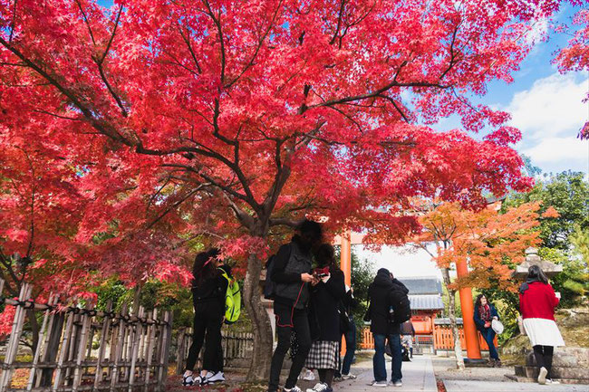 嵐山天龍寺の紅葉