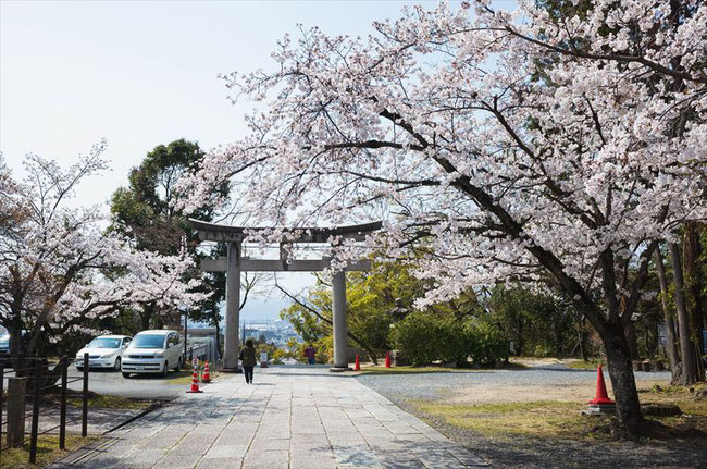 （京都桜の名所）秀吉のお墓「豊国廟」の桜