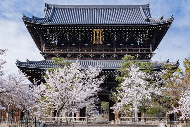 京都の桜「金戒光明寺」満開