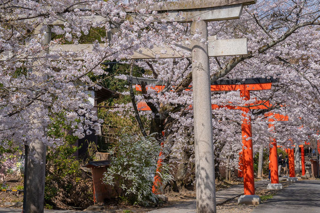 京都の桜「竹中稲荷神社」満開