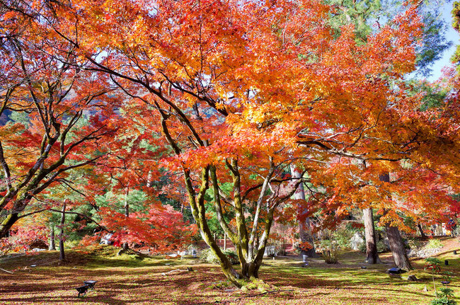 嵐山・宝厳院の紅葉