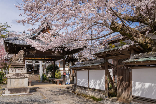 京都の桜「法伝寺(咤枳尼天)」満開