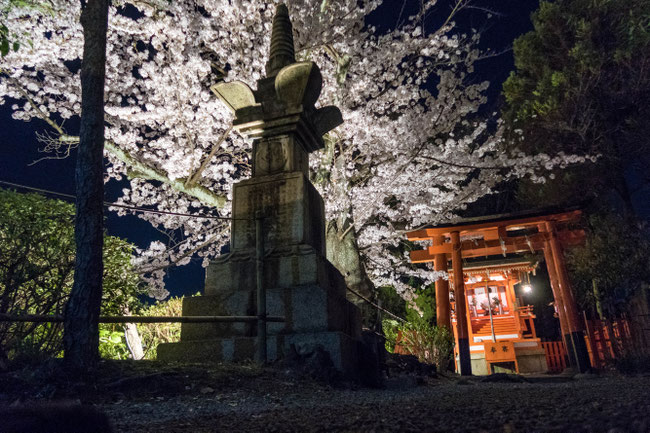 京都・神泉苑ライトアップの桜