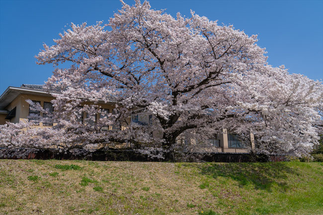 京都の桜「鴨川」大きなソメイヨシノ