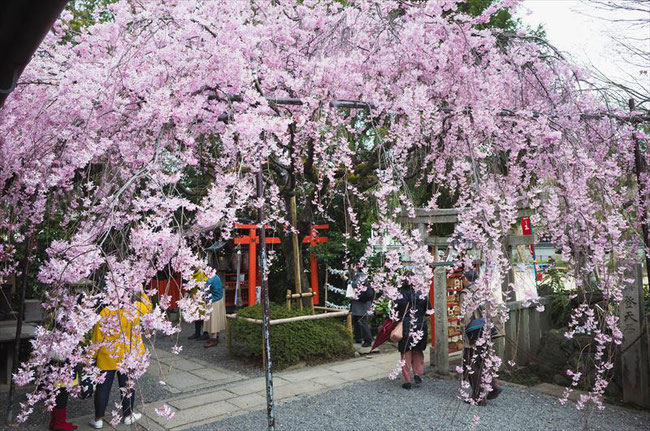 （京都桜の穴場）水火天満宮の桜