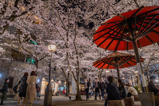 京都の桜「祇園白川」満開の桜のライトアップ