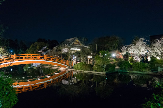 京都・神泉苑ライトアップの桜