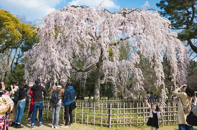 （京都桜の名所）京都御苑出水の桜