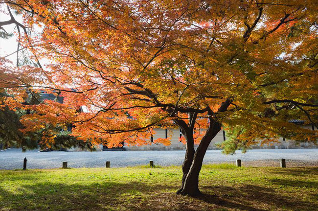 京都御苑の紅葉